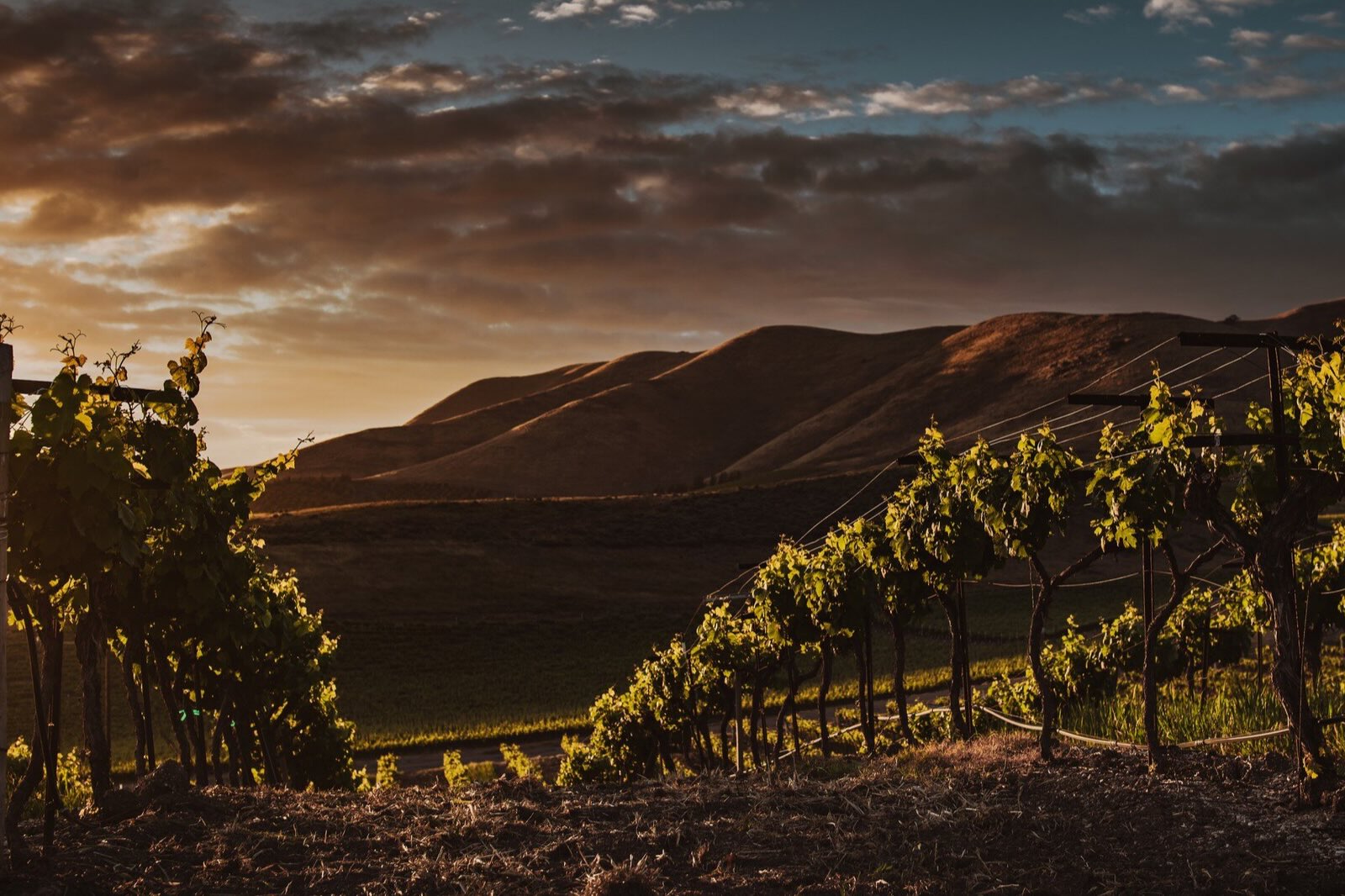 Vineyards